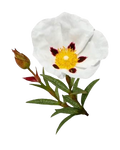 Labdanum