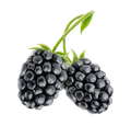 Black Berry