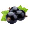 Black Currant