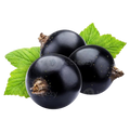 Black Currant