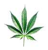 Cannabis
