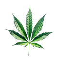 Cannabis