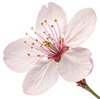 CherryBlossom