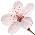 CherryBlossom