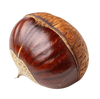 Chestnut
