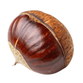 Chestnut
