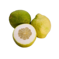 Citrus