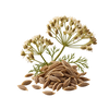 Cumin