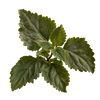 Patchouli