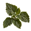 Patchouli