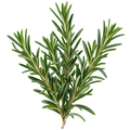 Rosemary