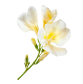 White Flowers