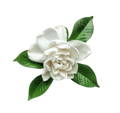 Gardenia