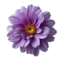 Heliotrope