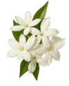 Jasmine