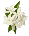 Jasmine