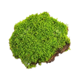 Moss