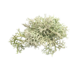 Oakmoss