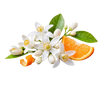 OrangeBlossom