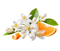 OrangeBlossom