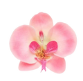 Orchid
