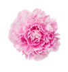 Peony