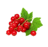 Redcurrant