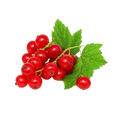 Redcurrant