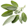 Sage