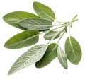 Sage