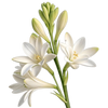 Tuberose