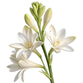 Tuberose