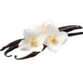 Vanilla