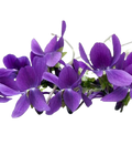 Violet