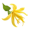 Ylang