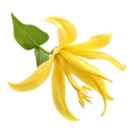 Ylang